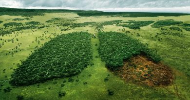 La déforestation