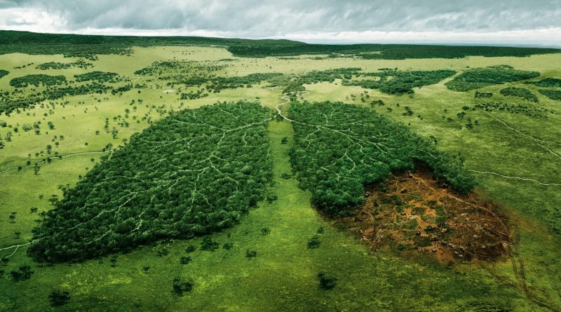 La déforestation