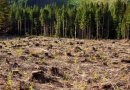 Reboisement vs Déforestation : Deux Forces Opposées Façonnant Notre Planète